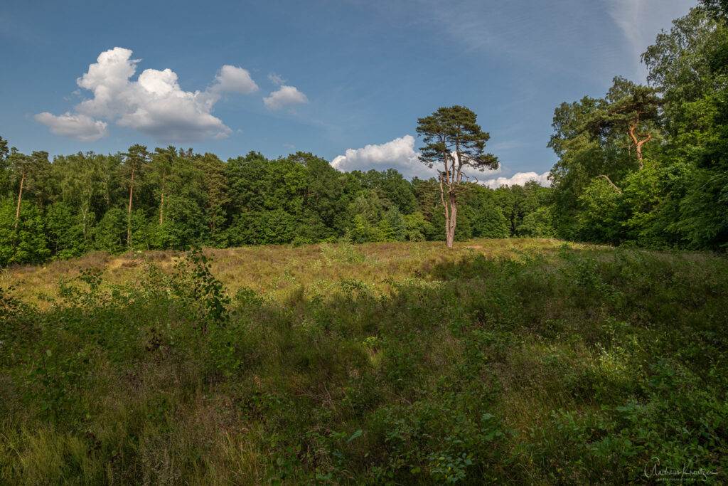 Wittenbergener Heide