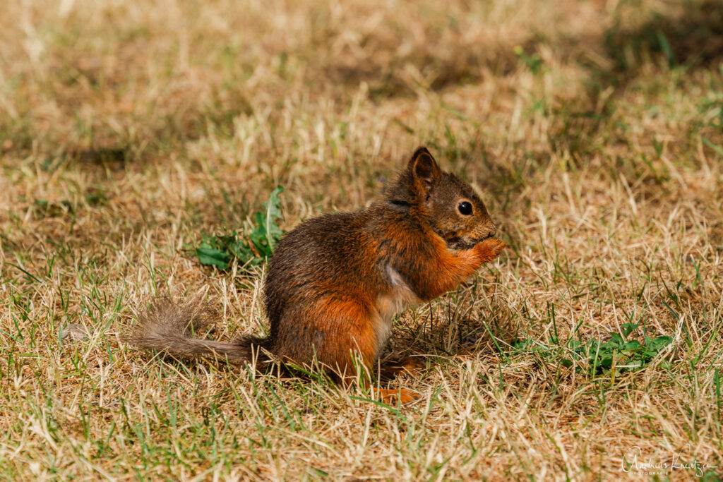 Eichhörnchen in Rovaniemi