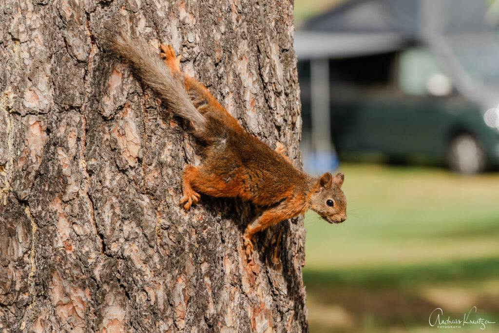 Eichhörnchen in Rovaniemi