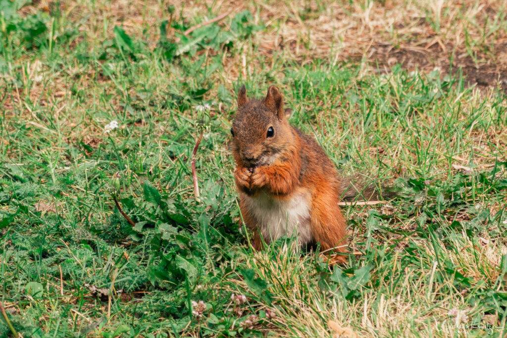 Eichhörnchen in Rovaniemi