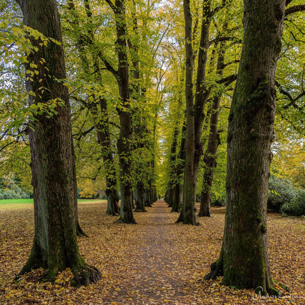 Allee im Hirschpark