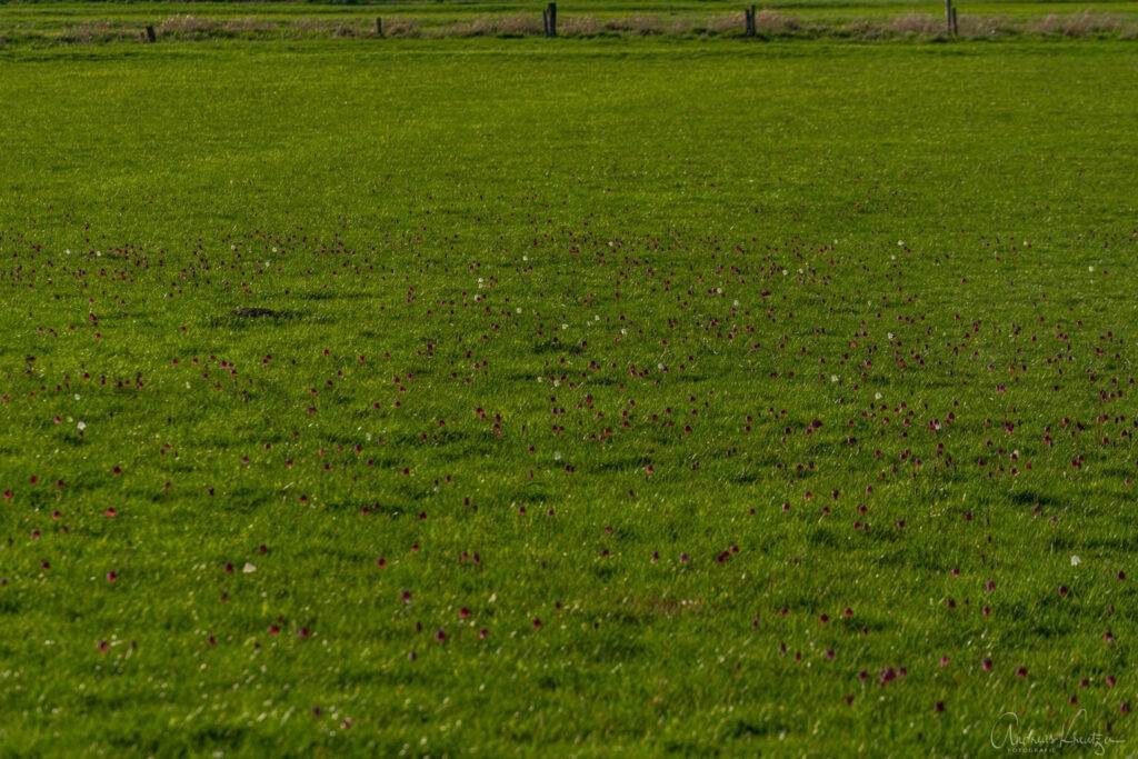 Schachbrettblumen Seeveniederung