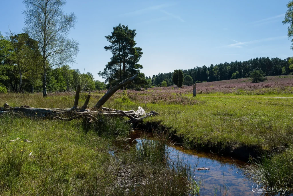 Büsenbachtal in der Nordheide