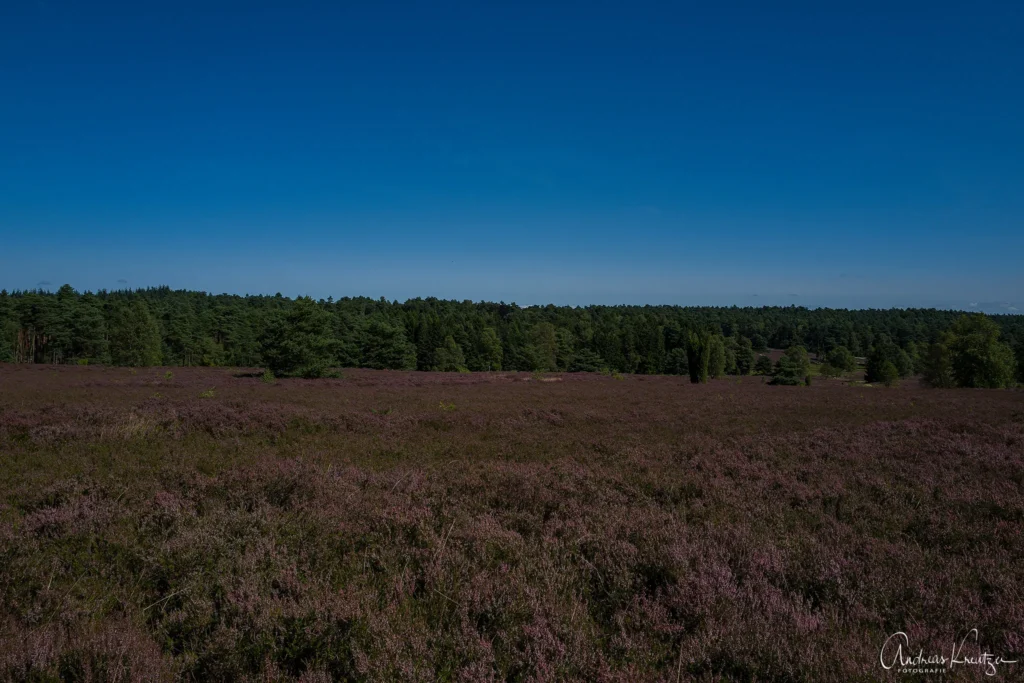 Büsenbachtal in der Nordheide