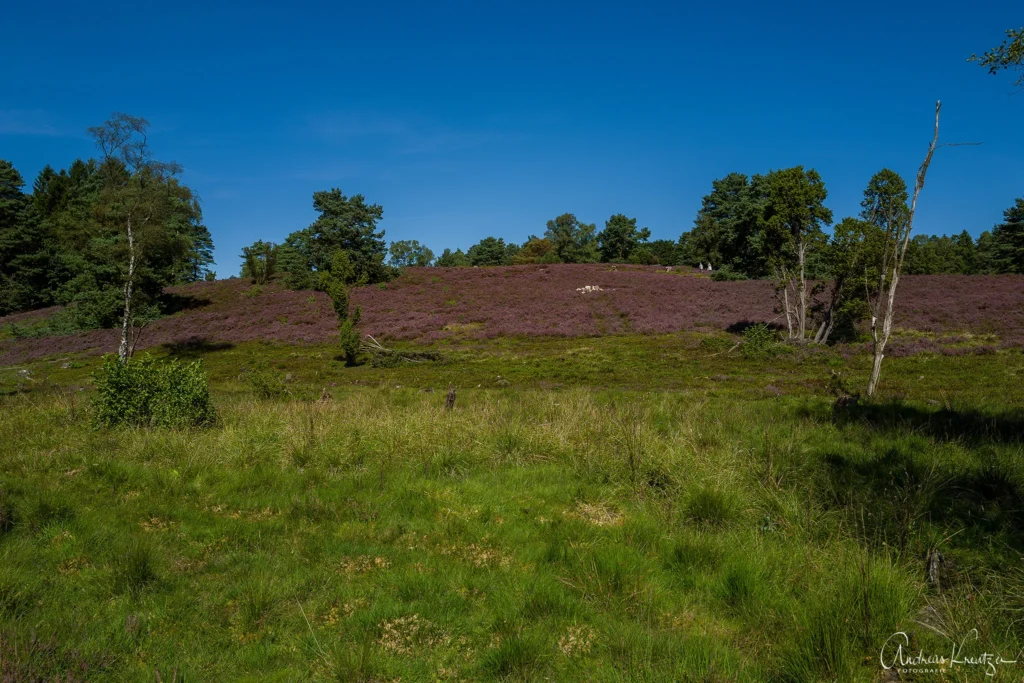 Büsenbachtal in der Nordheide