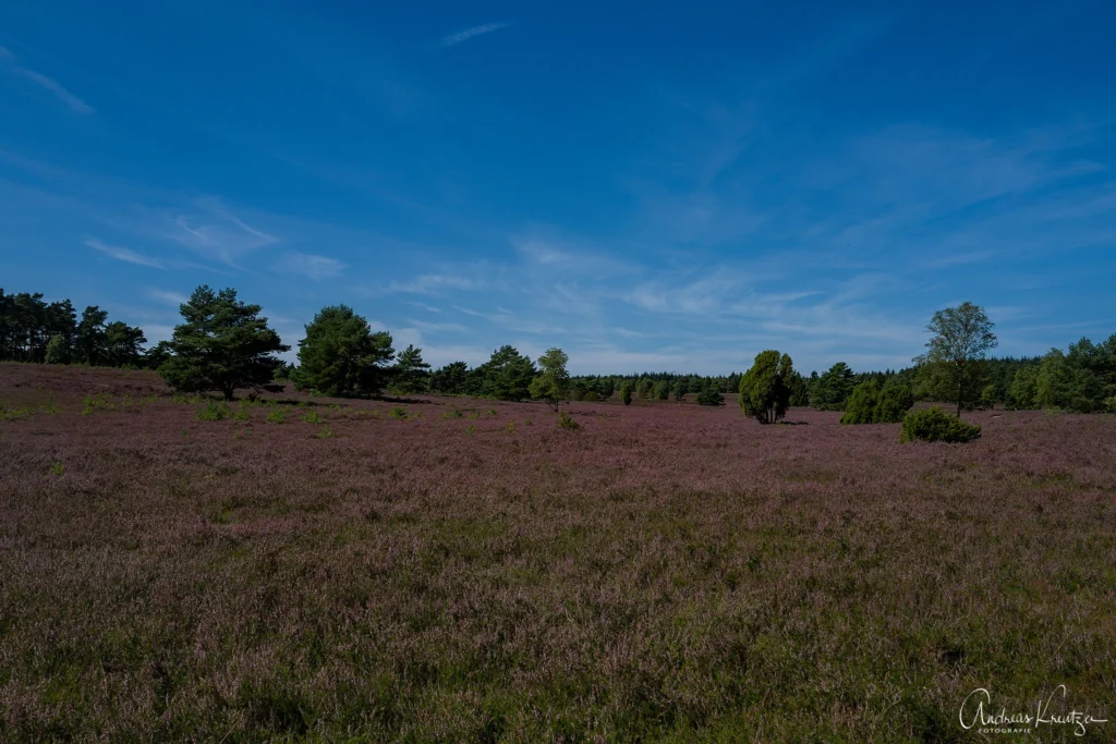 Büsenbachtal in der Nordheide