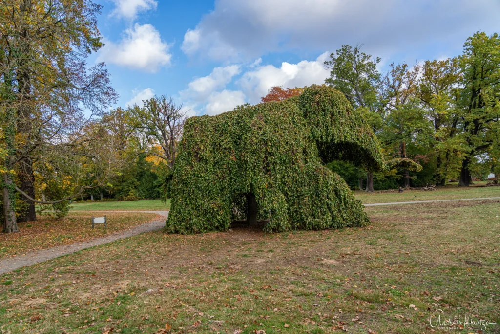 Elefantenbaum im Neuen Garten