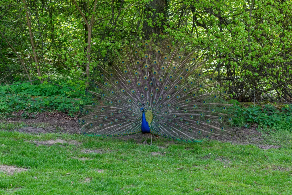 Pfau