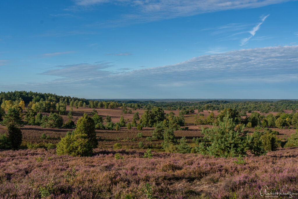 Blick vom Wilseder Berg
