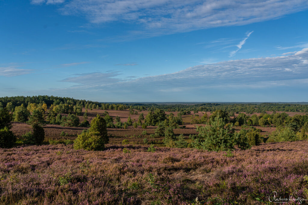 Blick vom Wilseder Berg