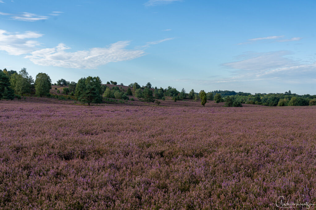 Heide beim Wilseder Berg